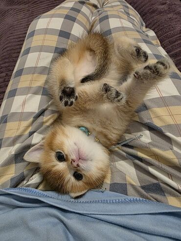 Pişiklər: Britan yastı qulaq, Erkək, Dişi, Yaxşı əllərə, Ünvandan götürmə, Pulsuz çatdırılma, Ödənişli çatdırılma — 30