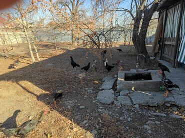 Куры, петухи: Продаю | Петух | Дакан, Бойцовая | Для разведения, Для боев — 13