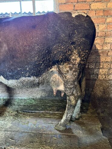 коровы дойный: Сатам | Уй (ургаачы) | Сүт алуу үчүн | Байланган