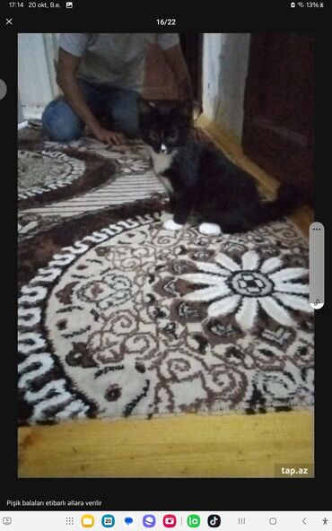 Pişiklər: Yaxşı əllərə — 6