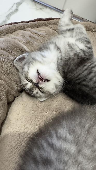 Продажа кошек: Три кошки и один кот Породистые котята серебристого окраса — 33