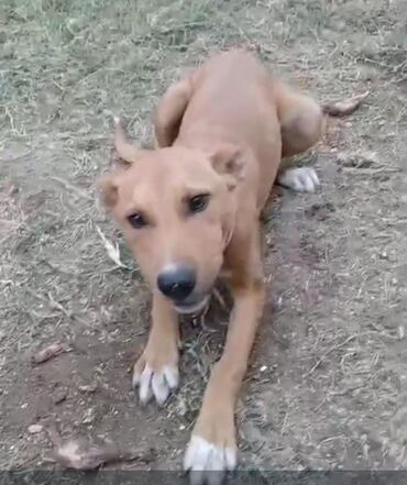 Riyaziyyat: Pitbul, 5 ay, Dişi
