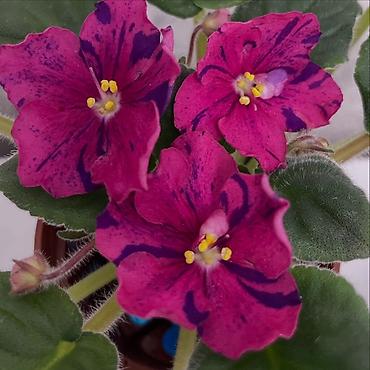 Фиалки и глоксинии: Продам! 1 Детки стандартных сортовых фиалочек. Цена за детку от 80 — 24