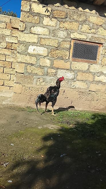 kullu xoruz heyratı: Xoruz, Heyratı, il: 1, Ünvandan götürmə — 2