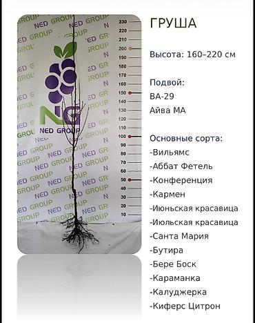 Груши: Саженцы груши, 160-220 см, 12 сортов, опт и розница Саженцы груши с — 1