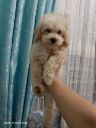 çoban itlər: Pudel, 2 ay, Dişi