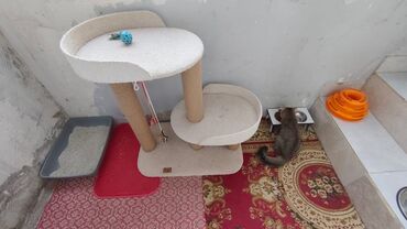 Yuvalar: Bir pisiye aid olan butun esyalar satilir yemek qabi qum qabi boyuk — 6