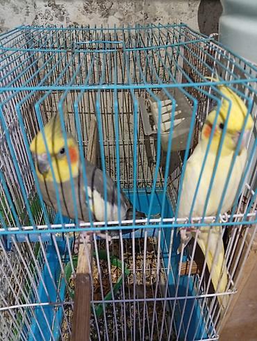 touz quşu: Nimfa (Cockatiel) quşları – qəfəs ilə birlikdə - Say: 5 ədəd nimfa - — 2