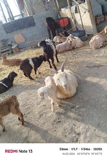 Козы, козлы: Продаю | Коза (самка) | Для молока — 11