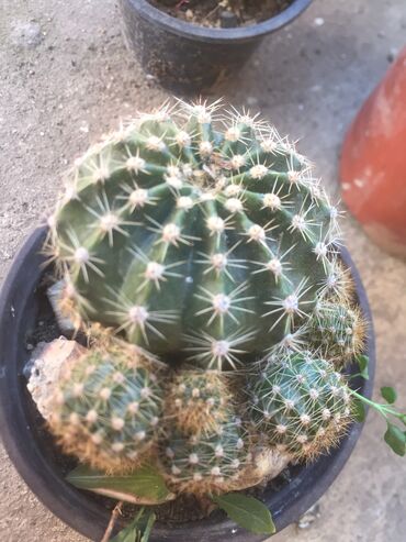 Kaktus: Kaktusi vise vrsta — 13