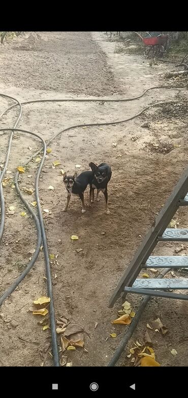 İtlər: 2 ay, Erkek, Peyvəndli, Pulsuz çatdırılma, Ödənişli çatdırılma, Rayonlara çatdırılma — 15