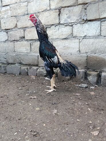 Toyuqlar: Toyuq, Damazlıq, Ödənişli çatdırılma — 5