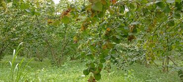 Torpaq sahələrinin satışı: 58 sot, Kənd təsərrüfatı, Barter mümkündür, Kupça (Çıxarış) — 17