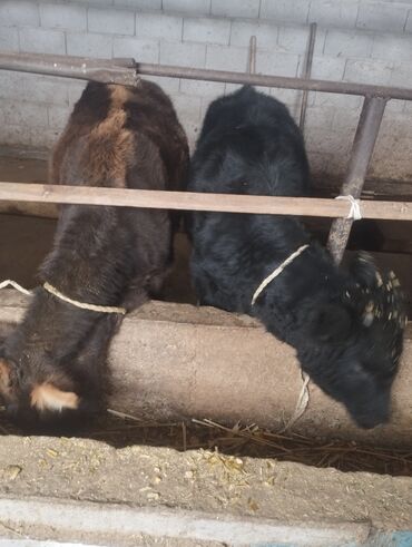 продаю музоо торпок корова самка бык самец айрширская ангус алатауская на забой для разведения на откорм племенные нетель привязанные: Сатам | Музоо | Бордоп семиртүү үчүн | Байланган