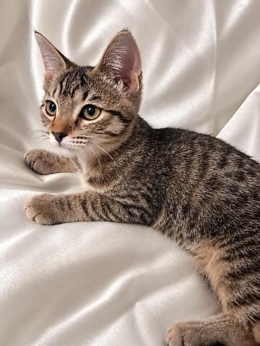 кошки мальчик: 3 месяца, Мальчик, Приучена к лотку, Проглистована — 3