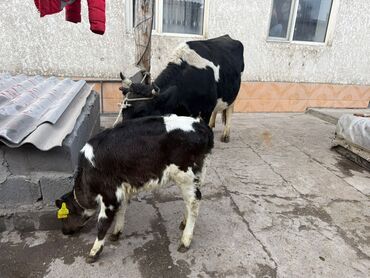 Коровы, быки: Продаю | Корова (самка) | Для разведения | После отела — 3