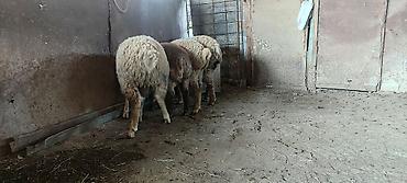 balalı qoyunlar: Qurbanlıq quzular diri çekisi 28-30 kq Qiymətlər : 300-350 AZN — 3