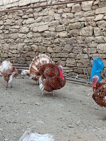 Hinduşka: Qırmızı kanada Hinduşka balalarının satışı başlayıb hər həftə olacaq — 7