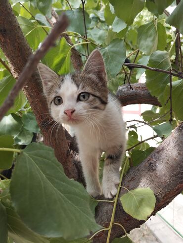 котик бесплатно: Красивый, ласковый котёнок нуждается в хозяине, котёнок сама ест