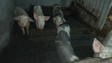 поросята in Кыргызстан | СВИНЬИ: Продаю поросят 6 месяцев 2 свинки 3 кабанчика кострированые