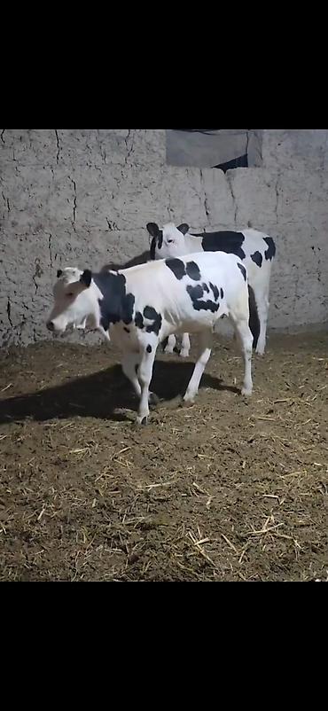 Qarışıq südlük tipli qara-ağ rəngli buzovlar. - Cins tipi