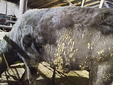 Коровы, быки: Продаю | Бык (самец) | На откорм | Привязанные — 10