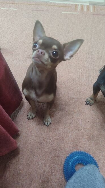 Вязка собак: Вязка. Предлагается для вязки, то есть для любовных встреч — 11