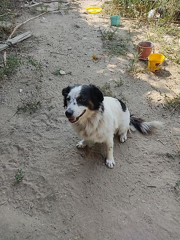 İtlər: Zvonok, 1 il, Dişi -da lalafo.az — 13 İtlər: Zvonok, 1 il, Dişi — 13