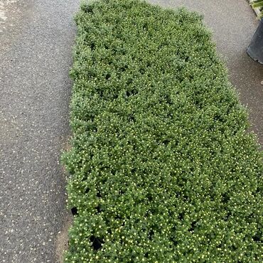 Otaq bitkiləri: Xrizantema payızgüllərinin topdan və pərakəndə satışı. Qiymətlər — 20