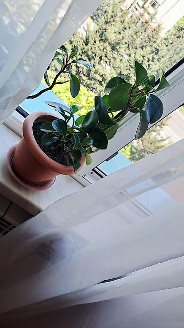 topaq: Peperomiya obtusifolia (qaymaqçiçək) – saksıda otaq bitkisi - Qalın — 2