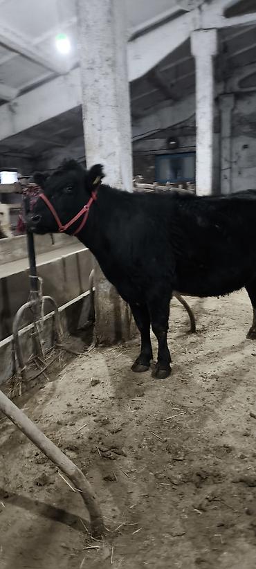 Коровы, быки: Продаю | Корова (самка) | Стельные — 2
