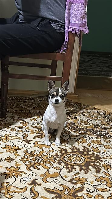 izvanok itler: Çixuahua, 6 ay, Cütləşmə üçün — 1
