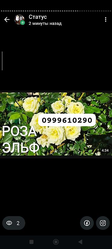 Rose saplings: Саженцы роз в контейнерах - Ассортимент садовых роз (разные сорта и — 36