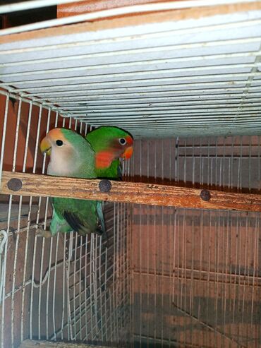 Digər quşlar: Nerazlucnik fişer ayrilmazlar maskvıy deyillər cütdu satılır hazır — 13