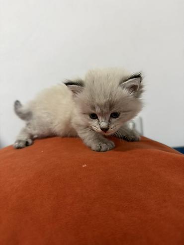корм для курей несушек: 1 месяц, Девочка — 1