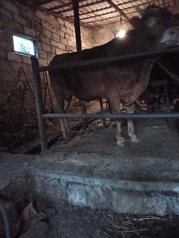 Dişi, il: 1, 225 kq, Südlük, Ünvandan götürmə lalafo.az -da Dişi, il: 1, 225 kq, Südlük, Ünvandan götürmə