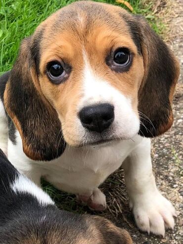 Άλλα: Διατίθενται χαριτωμένα κουτάβια Beagle Πολύ φιλικά, εξερχόμενα