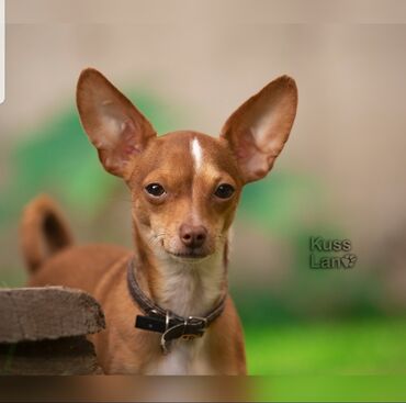 Услуги ветеринара: Гостиница для собак уезжаете в командировку или отпуск, и не знаете — 8