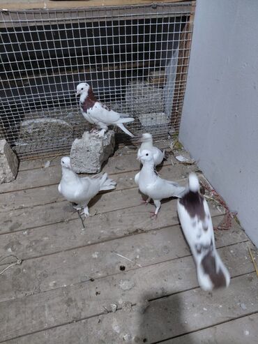 Göyərçinlər: Salam saglam quşlardı 16.17 tük istəyən yazsın vatsaf aktivdi - Növ — 3