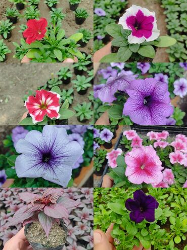 Теплицы: Ищу инвестора для масштабирования тепличного хозяйства и развития — 14