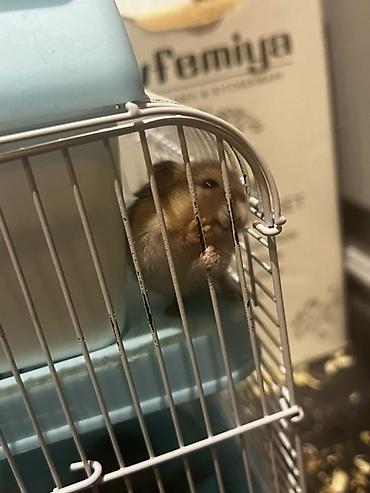 ev itləri balaca: 7 Hamster + qəfəs dəsti - Növbənöv xırda gəmirici üçün uyğun hamster — 5