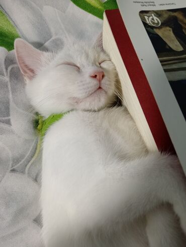 Pişiklər: Dişi, Yaxşı əllərə, Ünvandan götürmə — 10