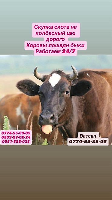 коровы для молоко: Колбасный цех : Коровы, быки, | Круглосуточно — 1