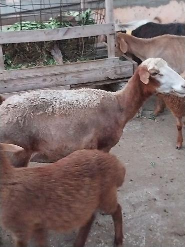 Qoyunlar, qoçlar: Damazlığ ana bala qoyunlar satılır. Balaların biri dişi, ikisi — 10