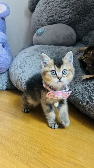 Pişiklər: Şinşilla, Dişi — 3