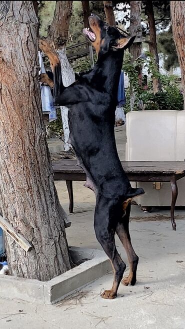 İtlər: Doberman, 1 ay, Erkek