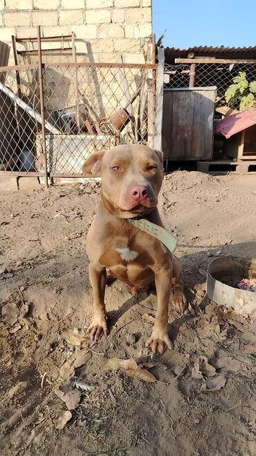 İtlər: Pitbul, 1 il, Erkek, Sənədli, Pulsuz çatdırılma — 8