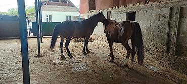 Лошади, кони: Продаю | Кобыла (самка) | Рабочий — 1