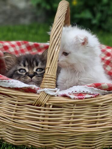 продам вислоухих котят: Котята смесь турецкой ангоры и шотландская вислоухая котятам 2