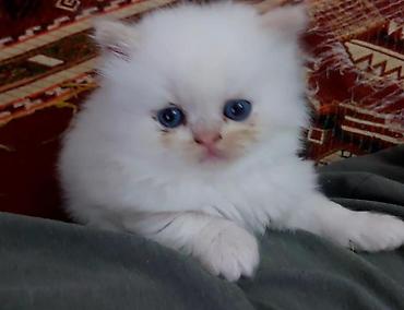 Кошки: Шотландская вислоухая — 2